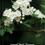 کارت تبریک نوروز کارت تبریک نوروز