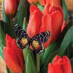 کارت تبریک نوروز کارت تبریک نوروز