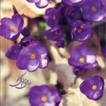 کارت تبریک نوروز کارت تبریک نوروز