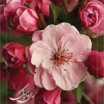 کارت تبریک نوروز کارت تبریک نوروز