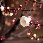 کارت تبریک نوروز کارت تبریک نوروز