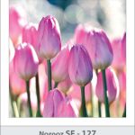 کارت تبریک نوروز 97 SF (127) کارت تبریک نوروز 97 SF (127)